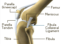 Knee joint diagram