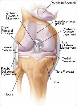image of the knee by Christy Krames
